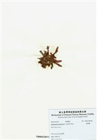 藏品(旋花藻)的圖片